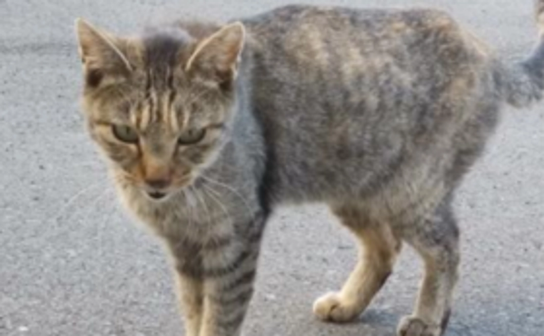 全力応援Aコース