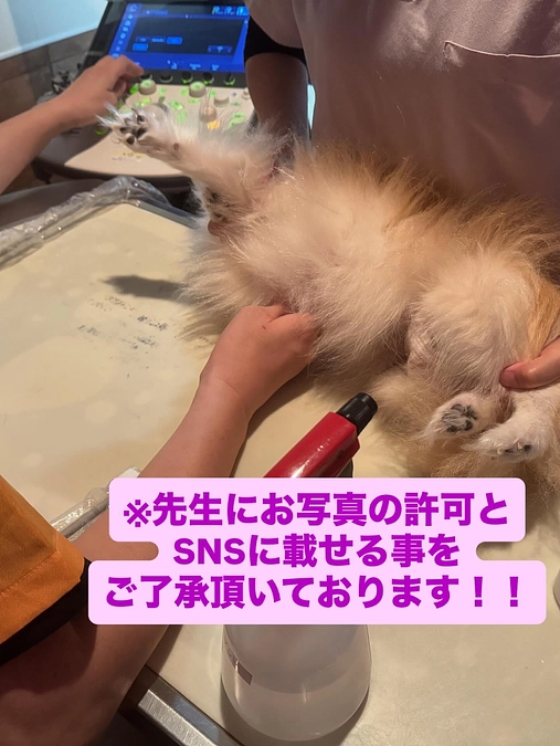 残り6日！達成率17%！あと156万9000円必要です！！