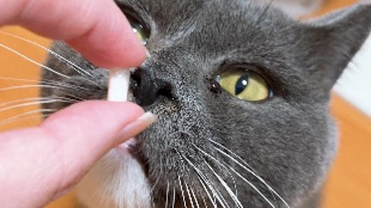 プルートと最後のお薬