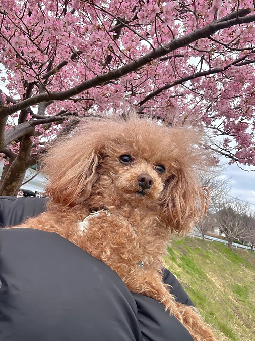 ドムの手術は明日です。