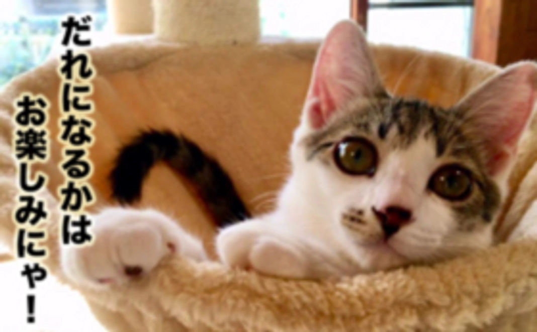 スタッフ猫の写真入りポストカード