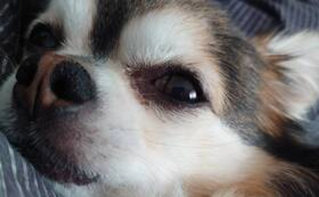 がんばれコルト1