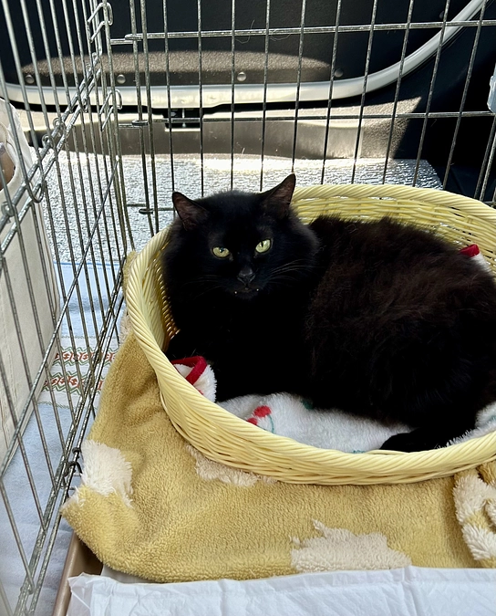 ハンディある子の譲渡は極め付けに嬉しいです