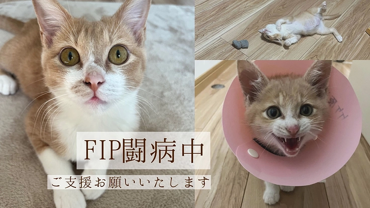【FIP】むぎくんの命を助けてください。