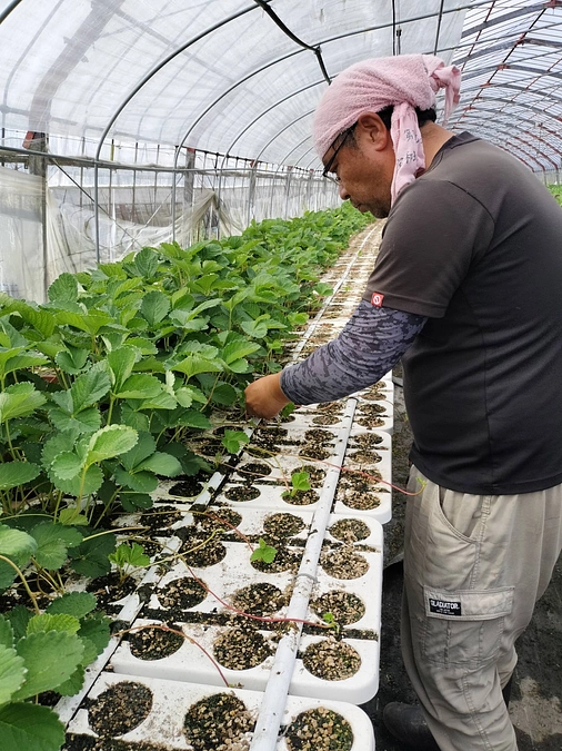 イチゴの苗！増殖中！！！