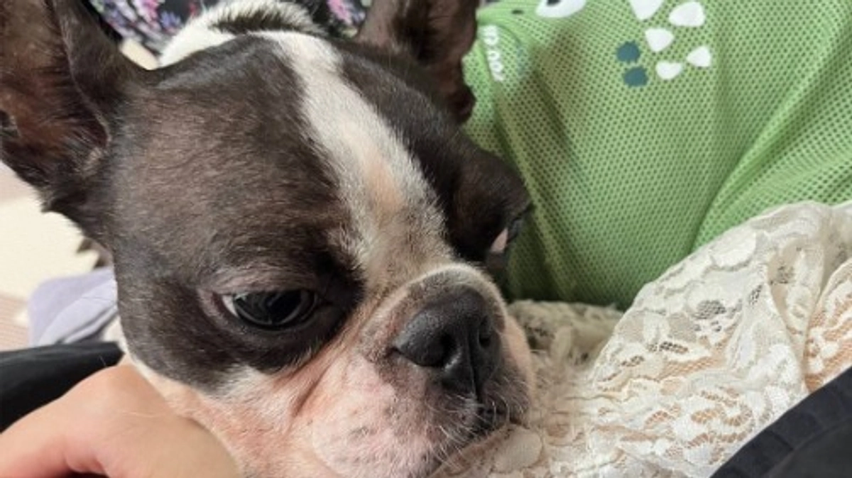 【里親さんからの応援メッセージ】シニアドッグサポーターで迎えた保護犬ルナが、家族の生活を激変させた