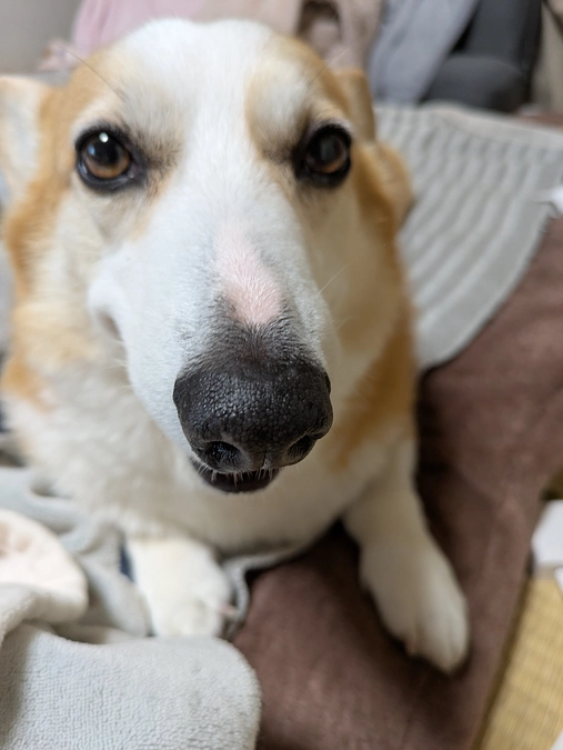 残り4日　15.4万円のご支援が必用です。