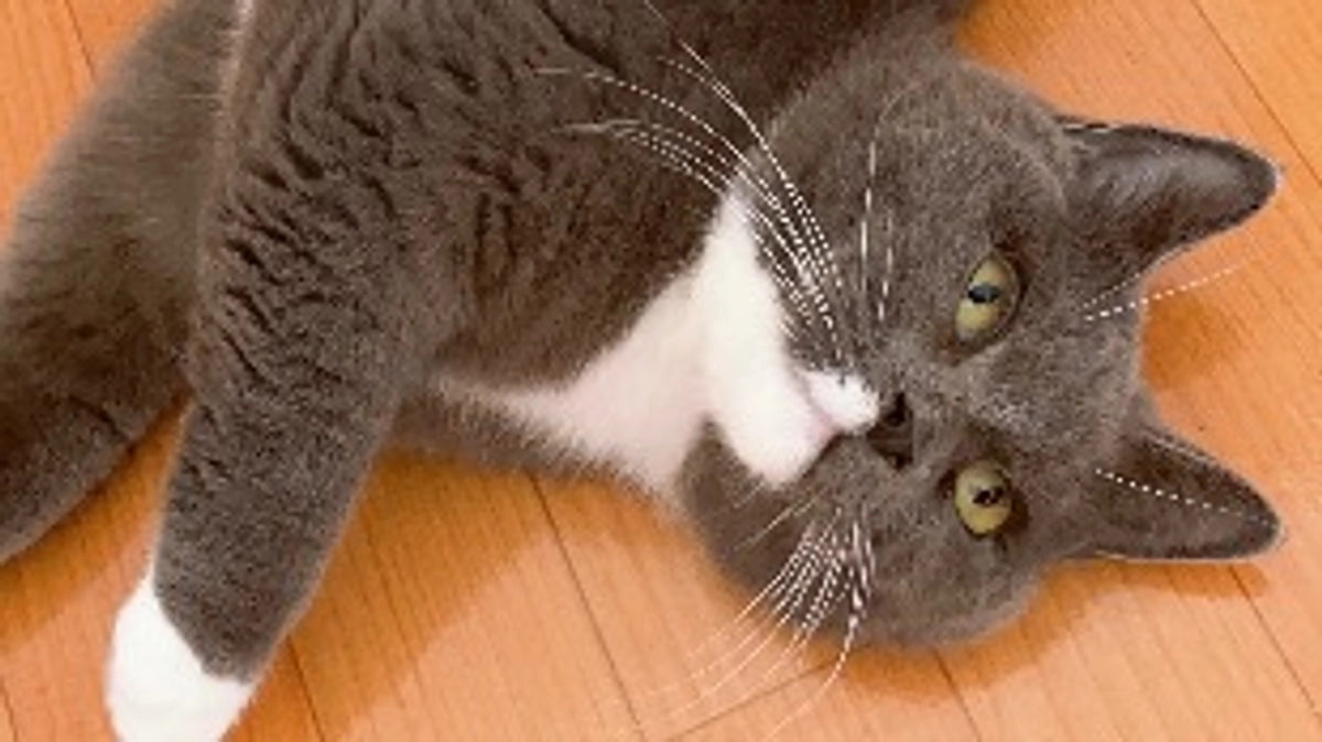 8月20日のプルート