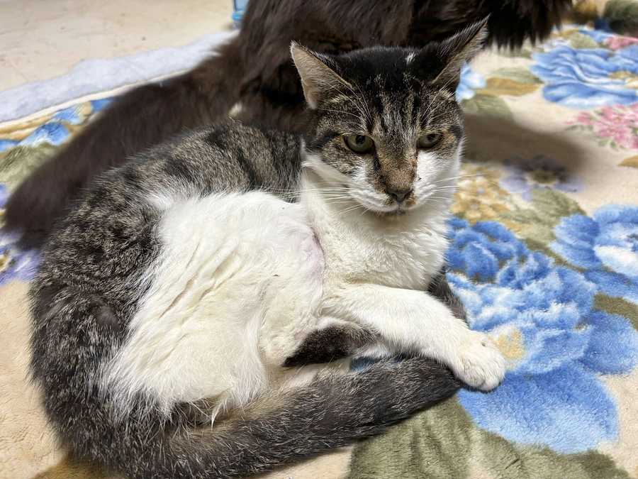 11月4日の夜のチビの様子です。動画もあります。