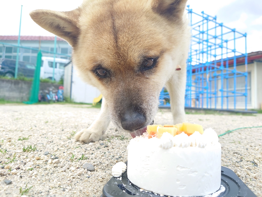 【今さらながら…自己紹介？！】飼い犬のコタロウです！