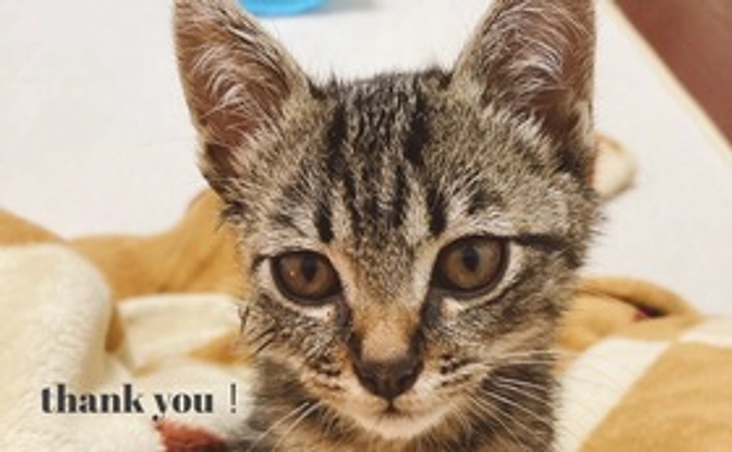 感謝のメール（ともくんの画像1枚付き）