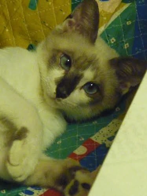 目標金額に達成しました。