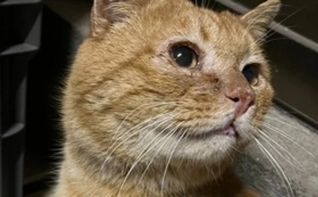 おいちゃん・もんちゃん感謝メール１