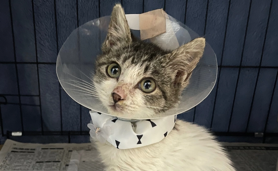 感謝のメール 1