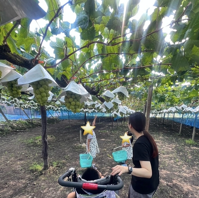 ✨🌈ご支援の輪広がってます (4)🌈✨辻ぶどう園様より温かいご支援をいただきました！