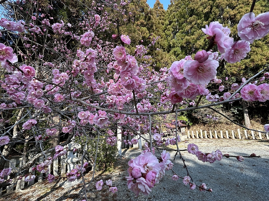 梅が見頃を迎えています。