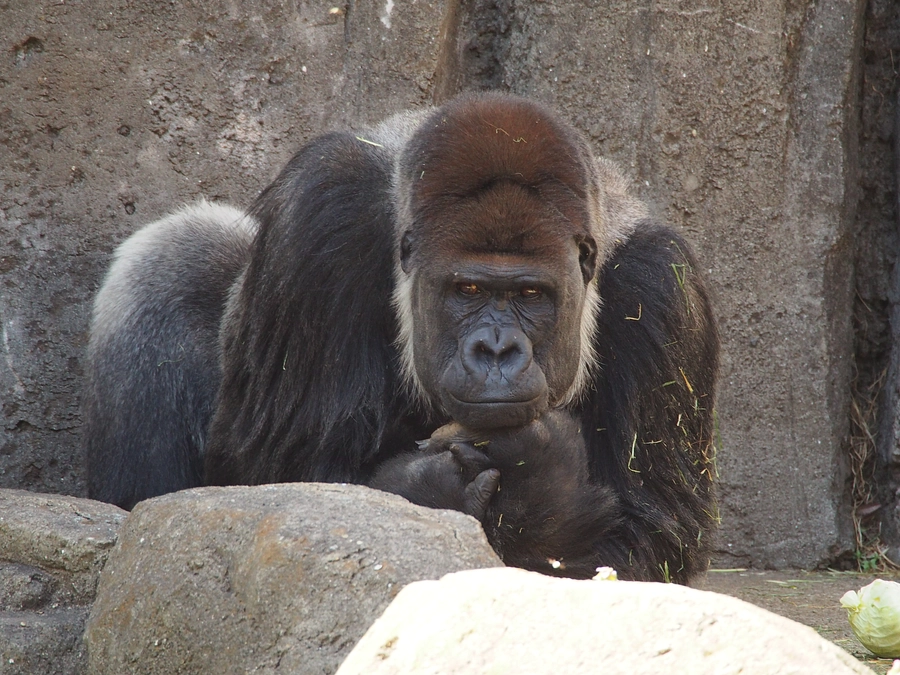 7月11日(木)　ゴリラプロジェクトYouTubeライブ配信行います！！