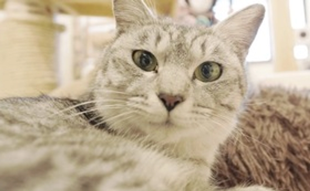 里親認定thanksメール&お礼の画像