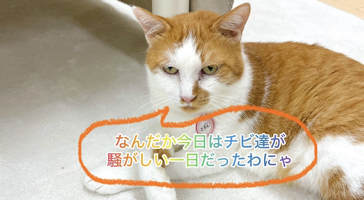 本日はねこてまりへ子猫達が遊びにやって来ました！