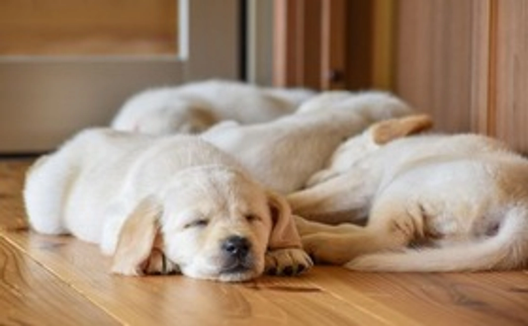 【マイクロチップ購入・登録1回分】ご支援コース