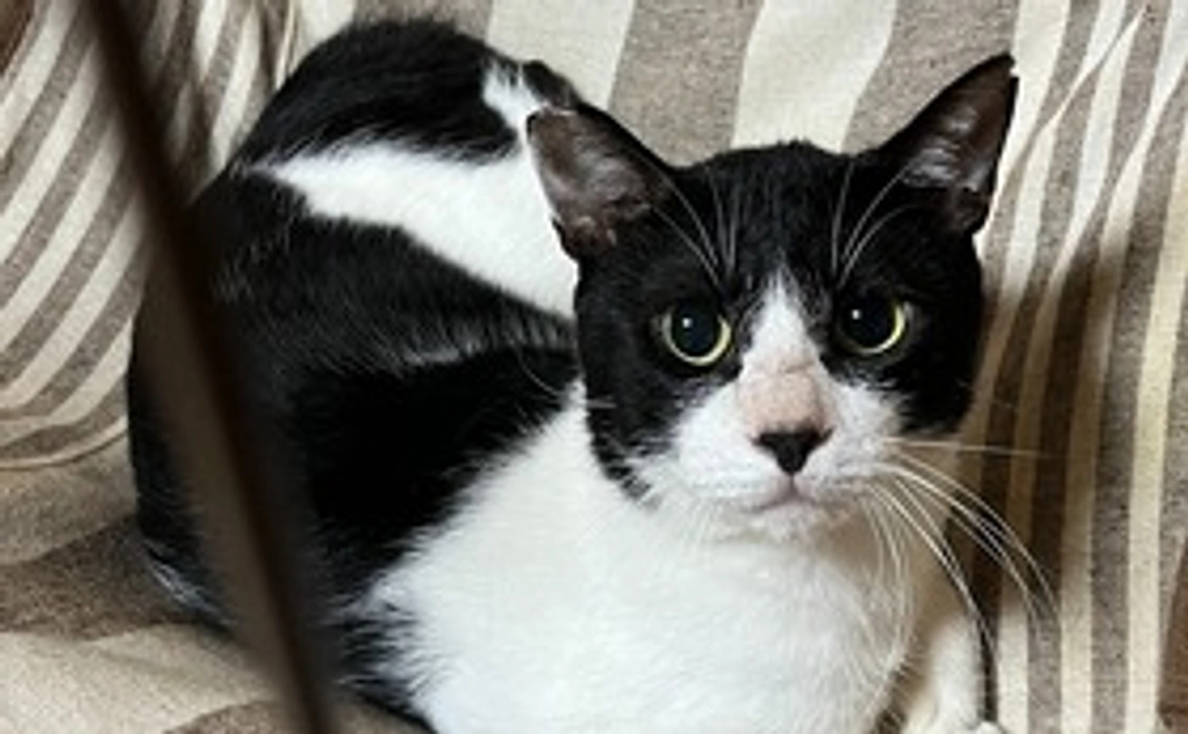 ねこみみ感謝メール