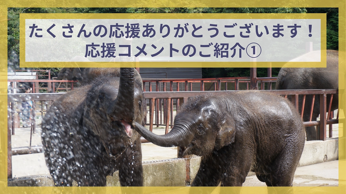 残り1日！たくさんの応援コメントありがとうございます！【応援コメントのご紹介①】