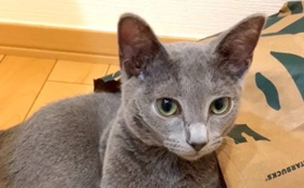 ちょびくん応援コース（3000円）