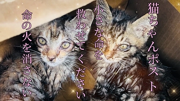 【猫ちゃんポスト】不幸な捨て猫をゼロに のトップ画像