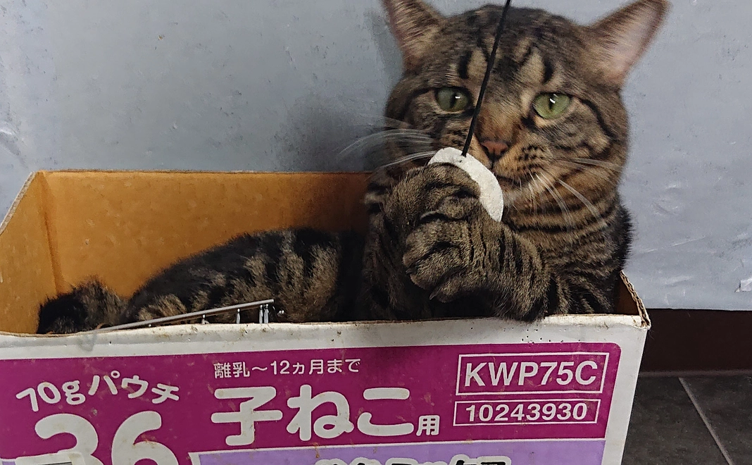 おトイレの砂を1袋　買えます。