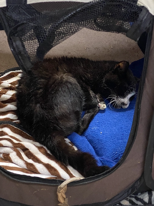 10/8 アビさんの状況報告