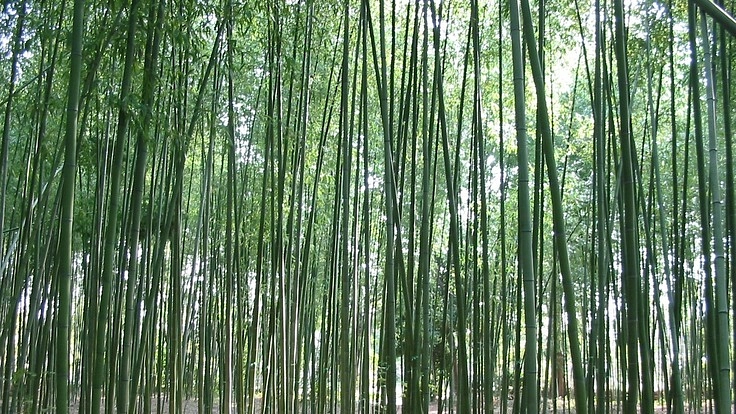 渡邊政俊卒寿記念著作集の刊行