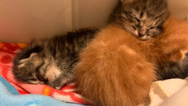 子猫の野良猫を保護しました。医療費等のご協力をよろしくお願いします