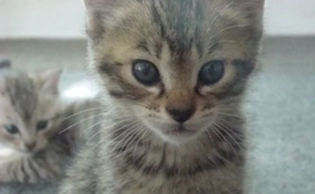 感謝のメール 10000円コース