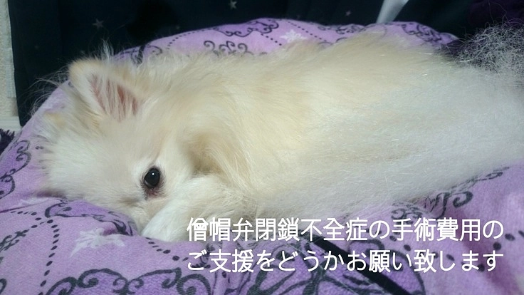 愛犬9歳の僧帽弁閉鎖不全症の手術費用のご支援をどうかお願い致します