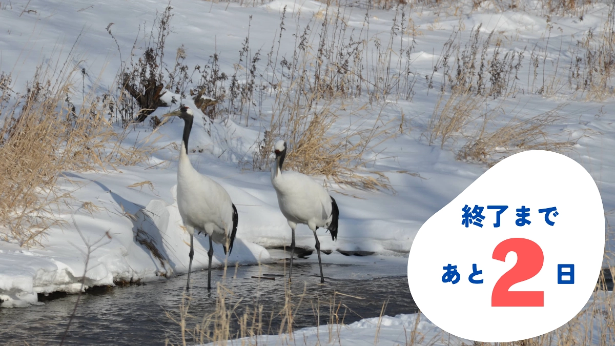 【あと2日！】90％到達！達成まであと少し…！