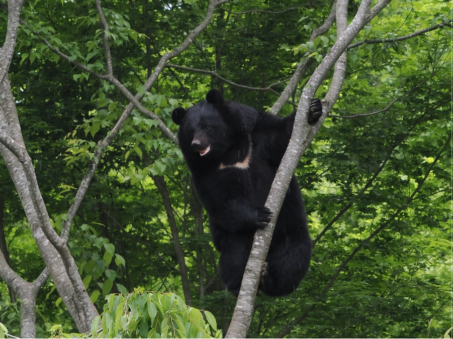 ニホンツキノワグマの"姫"と"リオ"に関するリターンを追加！