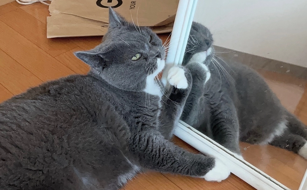 プルート応援プラン1