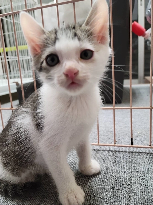 可愛い仔猫のおかっぱちゃんの里親さんを募集しています！