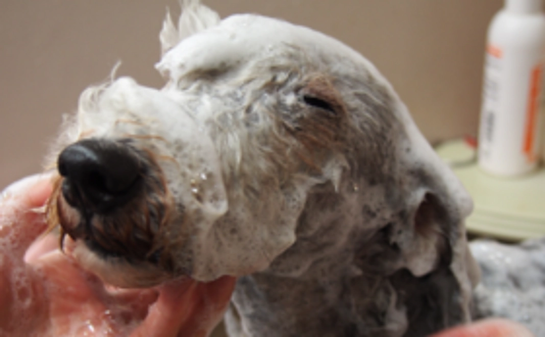 サービス券&グラスセット