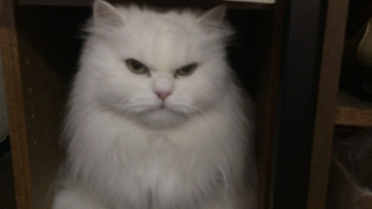 22歳の老猫モモの慢性腎不全の治療費に支援をお願いします。