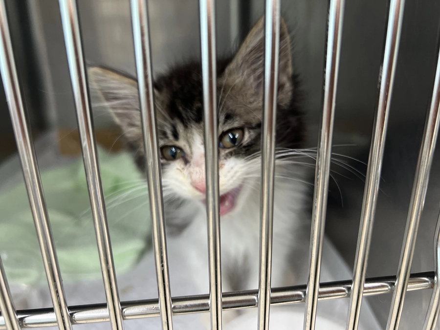 大事なお知らせとお願いです