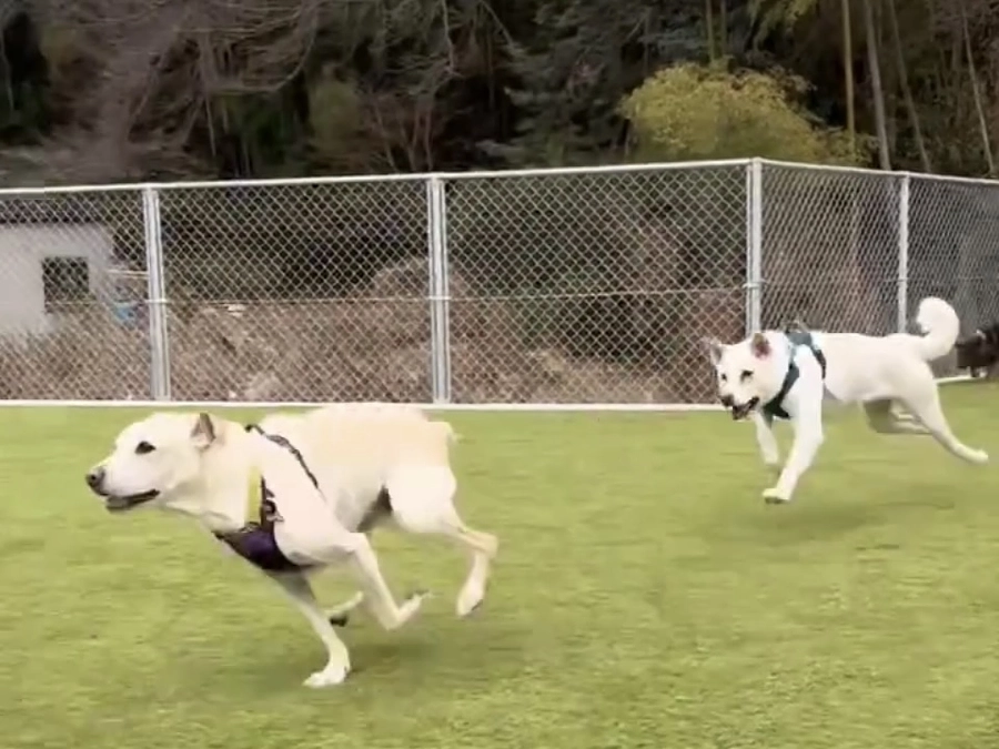 ドッグランに行ってみた！　藤沢市用田 MAHALO HALEさんにて