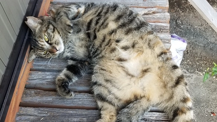 迷子になってしまった愛猫を見つけ出すためにお力をください。