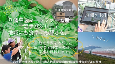 【八幡平スマートファーム】フレッシュ温泉バジル～沢山の笑顔の為に～ のトップ画像