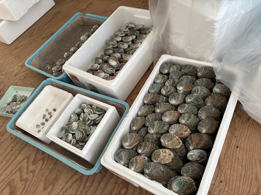 【活動報告】あわびの貝殻、未来への一歩。