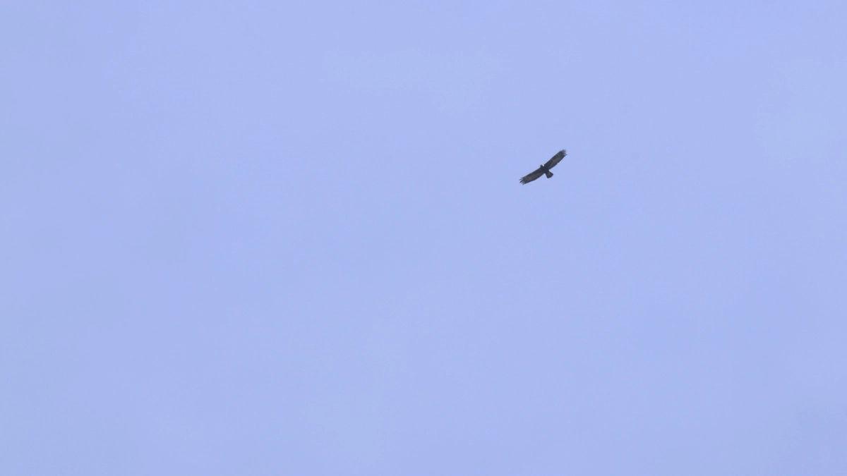 「イヌワシライブ2024」の終了と今年の繁殖状況2024年3月12日