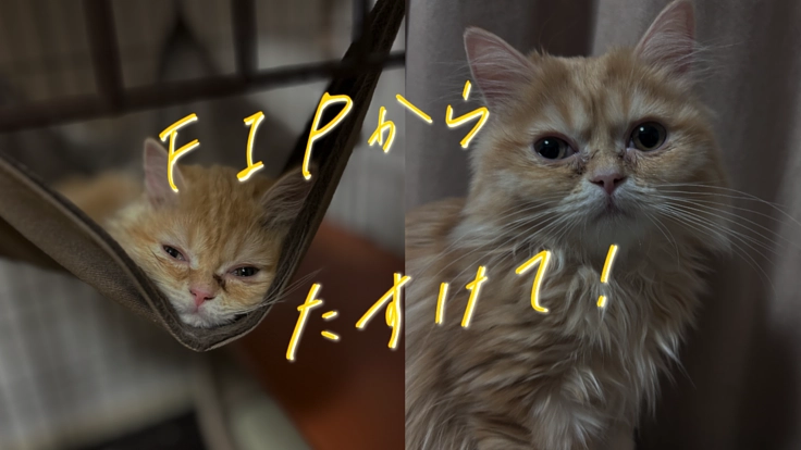 【FIP】難病と闘うミラをどうかお助けください！ #ミラにトドけ！