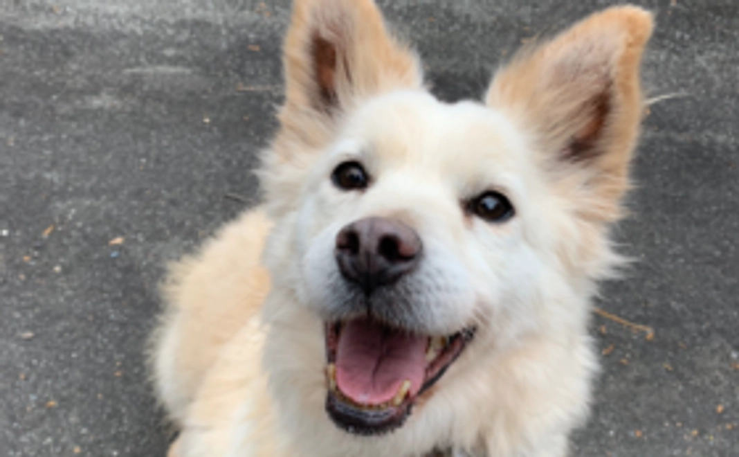 【5万円】ゴールド応援コース：老犬たちの幸せな日々をともに作り出す仲間に！