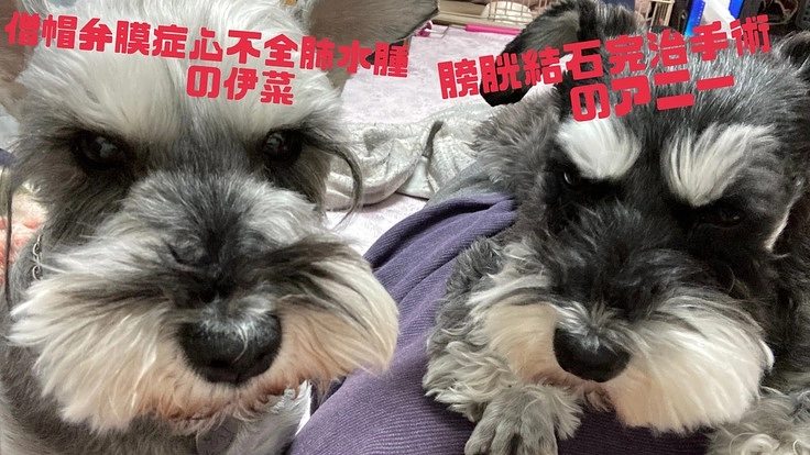 至急！愛犬2匹共病気に僧帽弁膜症治療と膀胱結石手術助けて下さい！