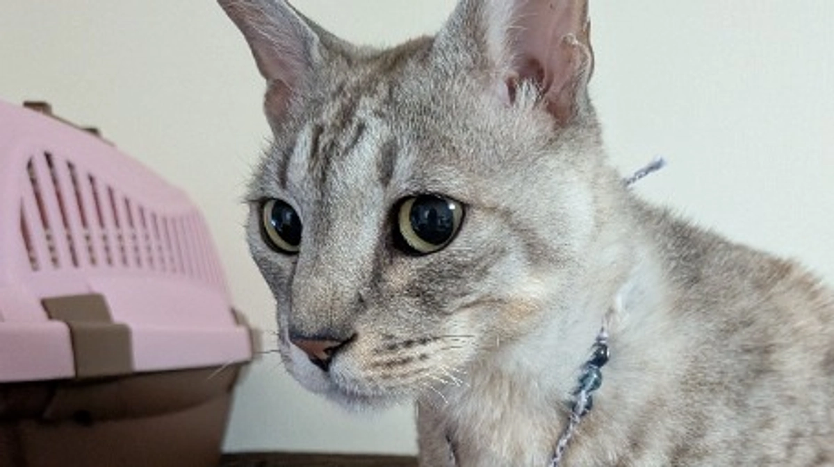 ご支援の御礼とプロジェクト達成のご報告と本日のルーチェ